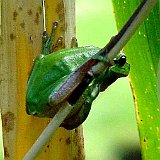 hyla arborea euroaeischer-laubfrosch